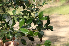 Psydrax odorata odorata