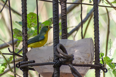 Passerina leclancherii