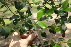 Psydrax odorata odorata