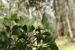 Psydrax odorata odorata