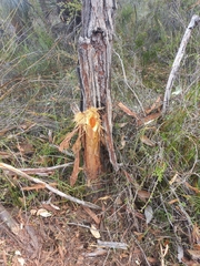 Eucalyptus marginata marginata