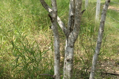 Psydrax odorata odorata