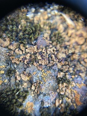 Psora brunneocarpa