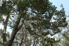 Psydrax odorata odorata