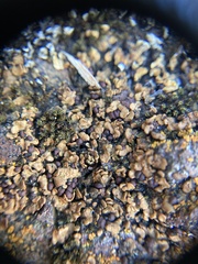 Psora brunneocarpa