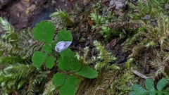 Dichocarpum adiantifolium