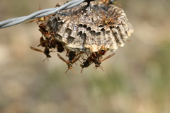 Polistes humilis synoecus