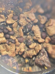Psora brunneocarpa