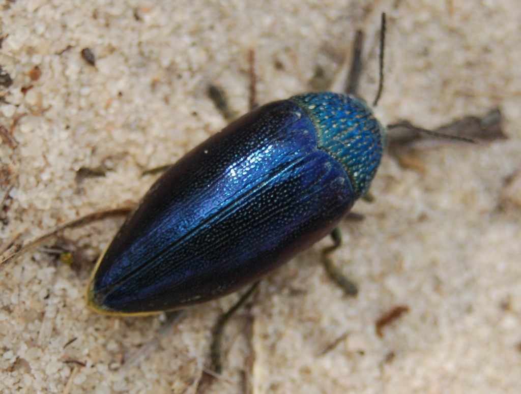 Subspecies Sternocera orissa luctifera · iNaturalist