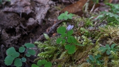 Dichocarpum adiantifolium