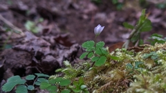 Dichocarpum adiantifolium
