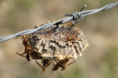 Polistes humilis synoecus