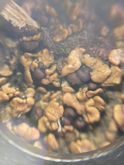 Psora brunneocarpa