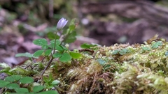 Dichocarpum adiantifolium