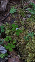 Dichocarpum adiantifolium