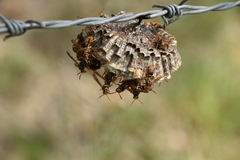 Polistes humilis synoecus