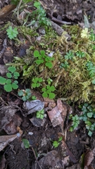 Dichocarpum adiantifolium