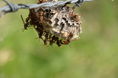 Polistes humilis synoecus