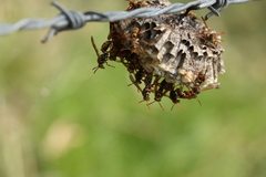 Polistes humilis synoecus