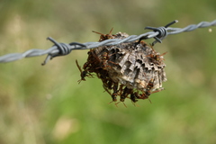 Polistes humilis synoecus