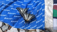 Graphium eurous asakurae