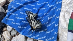 Graphium eurous asakurae