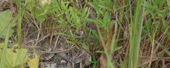 Psammophis orientalis