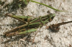 Cataloipus