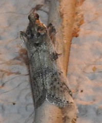 Laetilia dilatifasciella