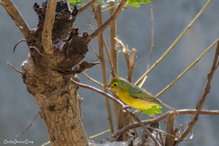 Passerina leclancherii