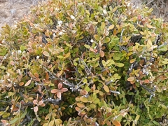 Simmondsia chinensis