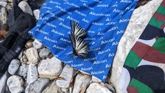 Graphium eurous asakurae