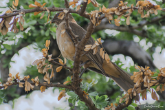 Turdus grayi