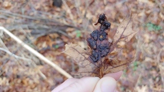 Callirhytis favosa