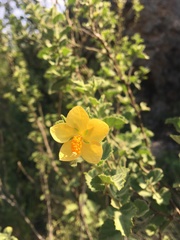 Hibiscus subreniformis