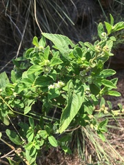 Hibiscus subreniformis