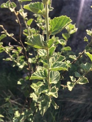 Hibiscus subreniformis