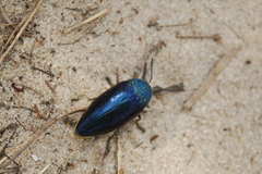Sternocera