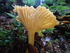Cantharellus concinnus