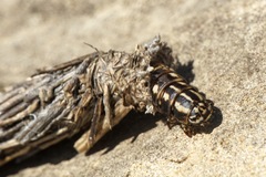 Pachythelia