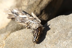 Pachythelia
