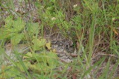 Psammophis orientalis