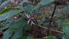 Pachysandra axillaris