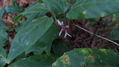 Pachysandra axillaris