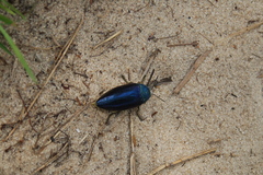 Sternocera