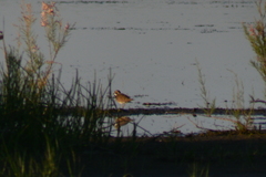 Charadrius dubius