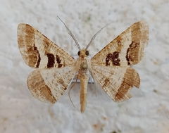 Isturgia disputaria