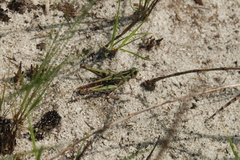 Cataloipus