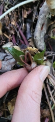 Asarum marmoratum