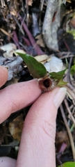 Asarum marmoratum